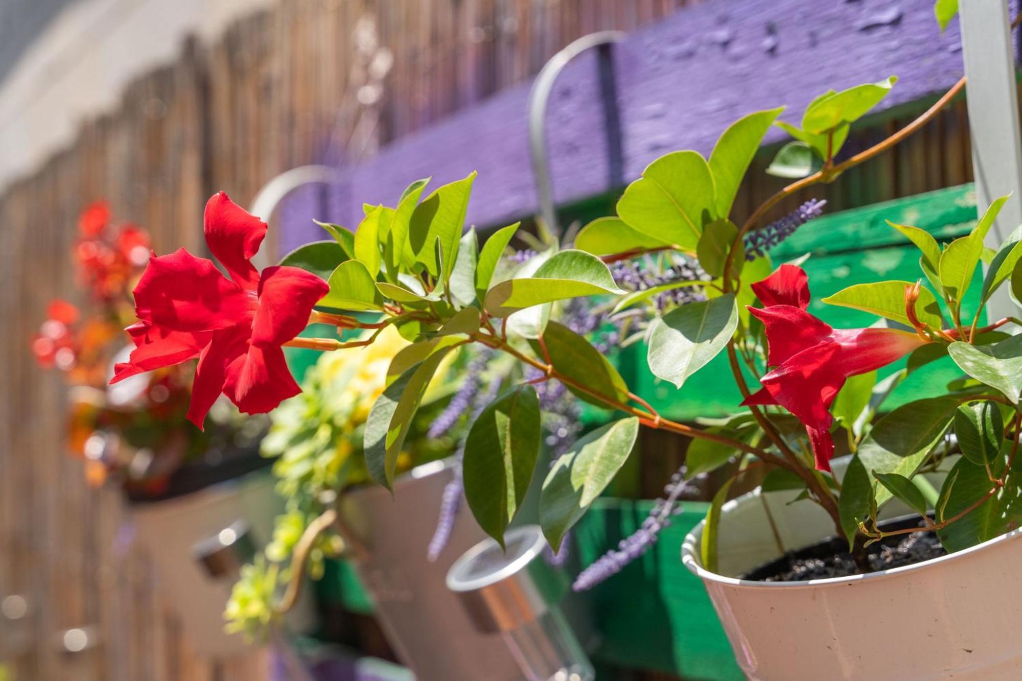 Apartment Santa دوبروفينك المظهر الخارجي الصورة